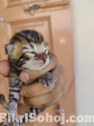 Bengal cat kitten biking nuya Houcca